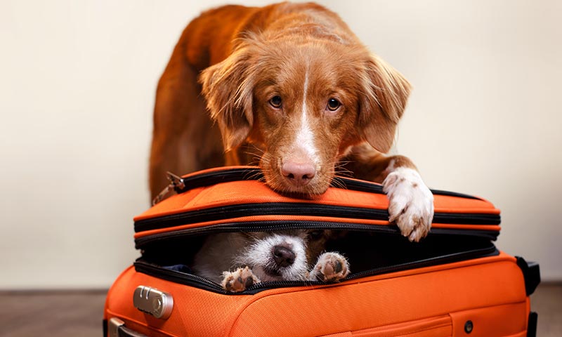 viajar-con-perros