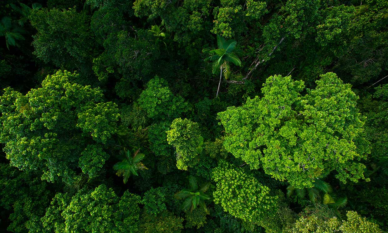 Tailandia 'bombardea' el país con semillas para combatir la deforestación