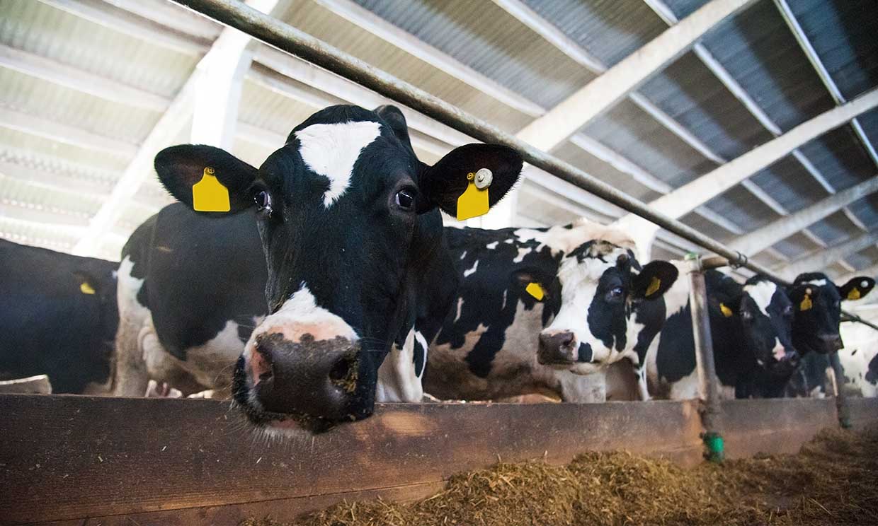 Las granjas industriales de vacas son una de las principales fuentes de contaminación 