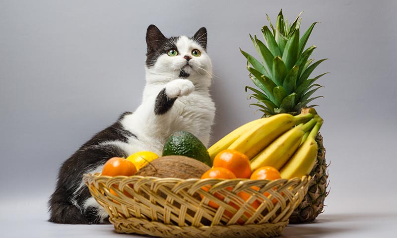 Frutas y verduras que pueden comer tus mascotas - Foto 1
