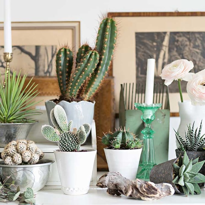 Ideas originales para decorar con cactus 