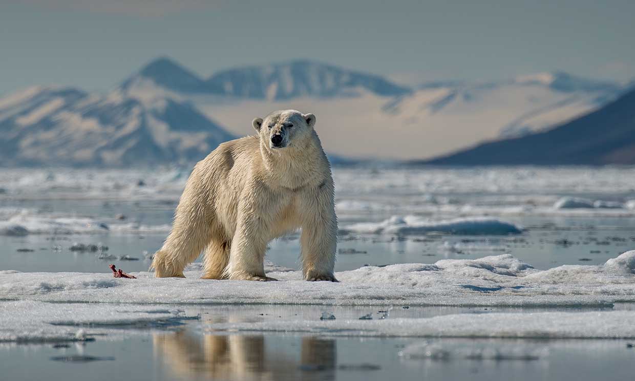 Así afecta la crisis climática a los animales