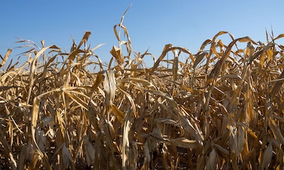 Máximas de 50 grados y un 80% menos de cultivo: las devastadores consecuencias del cambio climático