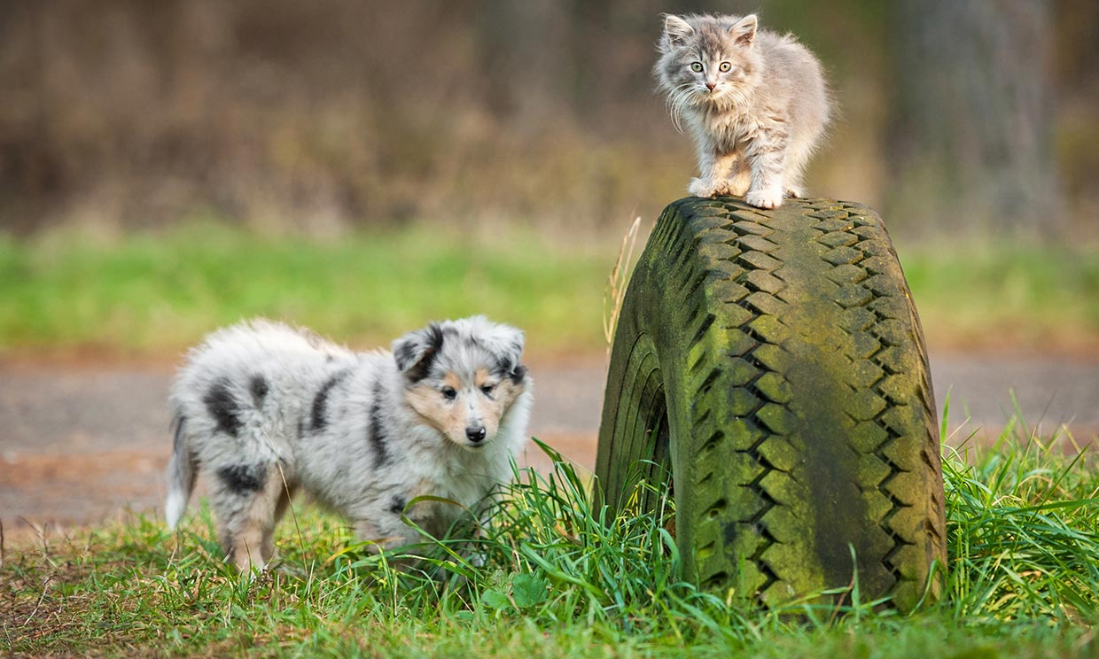 ¿Estás preparada para adoptar una mascota?