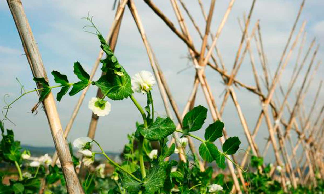 Imagen de cultivos de algodón