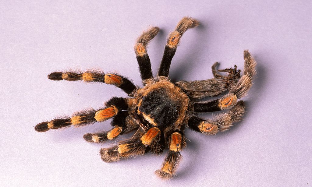 Tela de araña, un recurso para crear un material alternativo al plástico