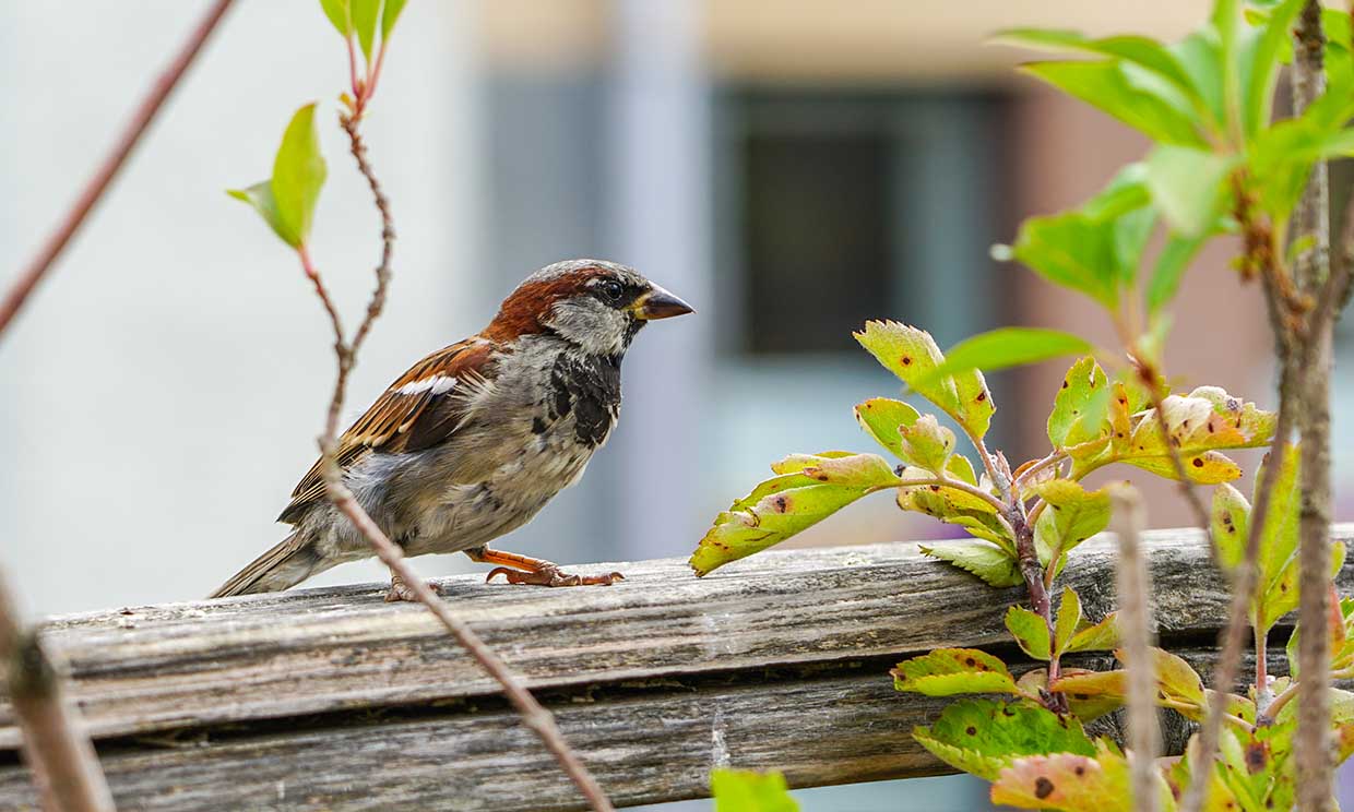 ¿Dónde están los pájaros? Así es como la contaminación está acabando con las aves urbanas