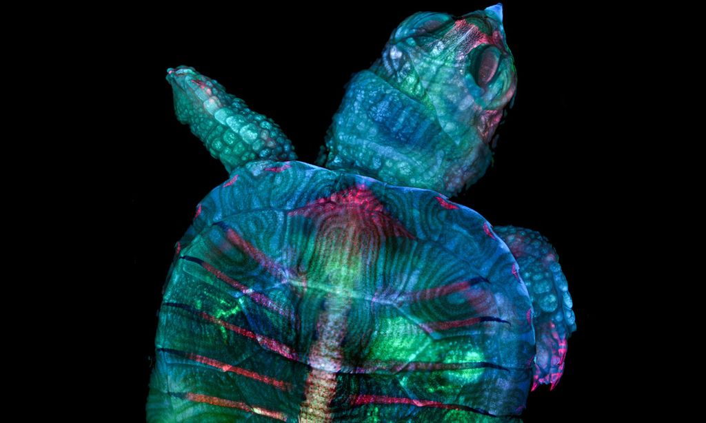 La naturaleza vista a través del microscopio