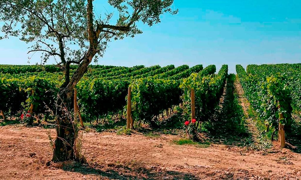 Esta bodega española será la más sostenible de Europa