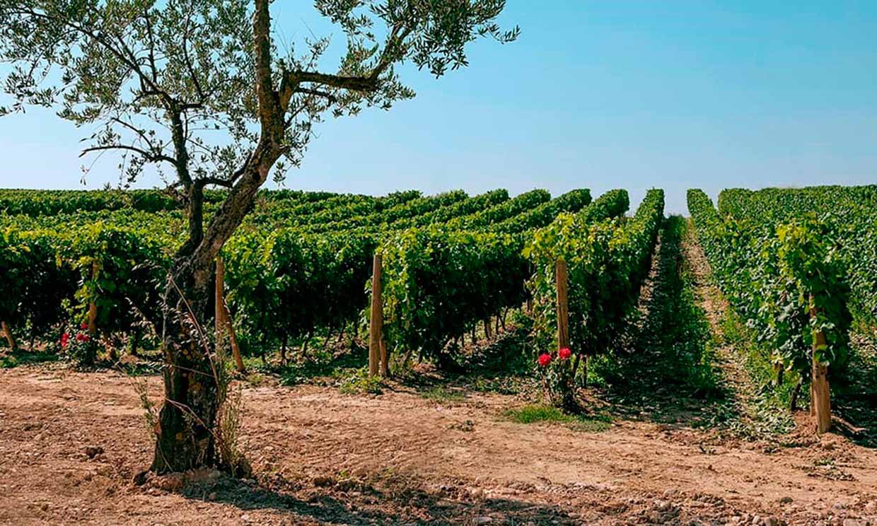 Esta bodega española será la más sostenible de Europa