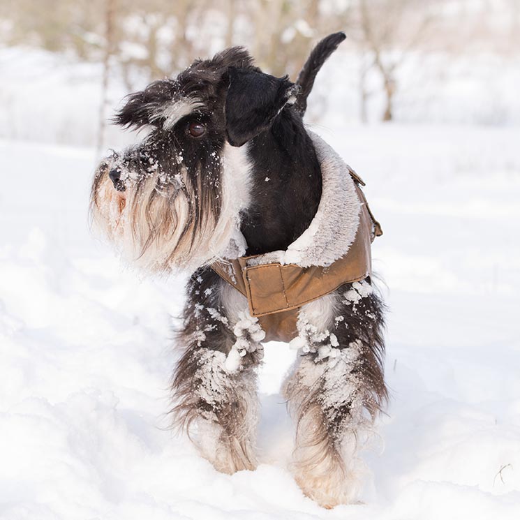 Con estos abrigos tu mascota no pasará frío este invierno 