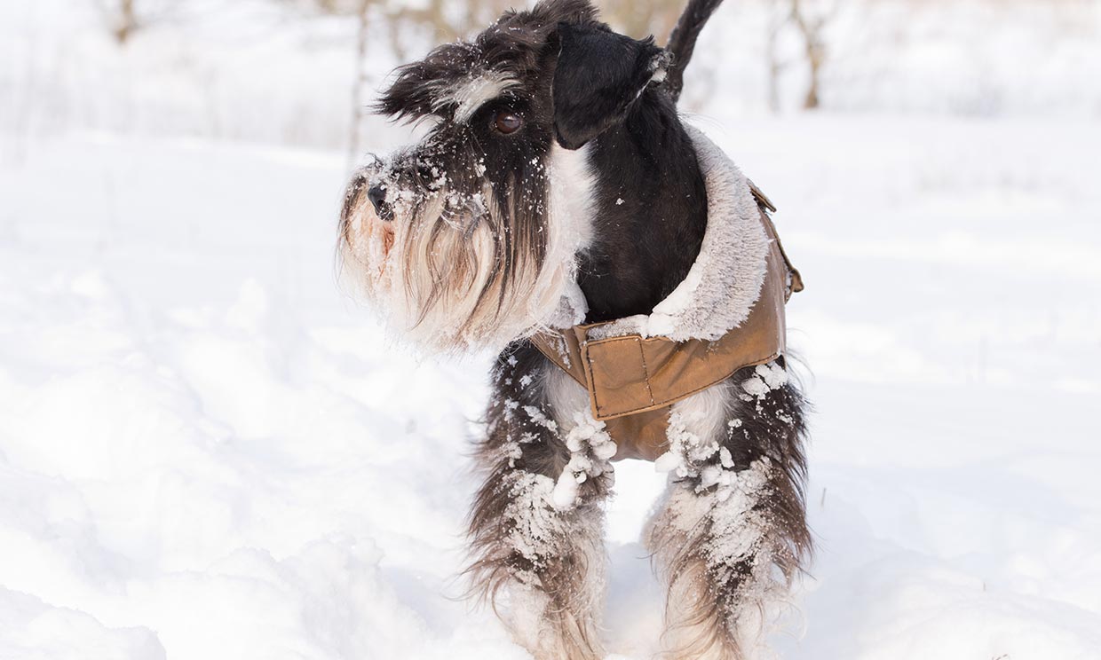 Con estos abrigos tu mascota no pasará frío este invierno