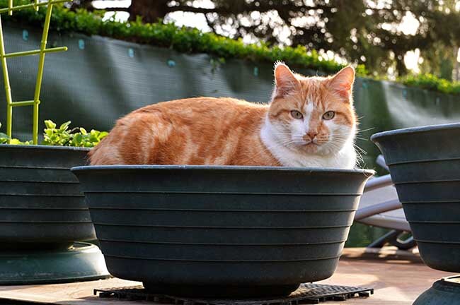 ¿Tu gato prefiere el tiesto de tus plantas a su arenero? 