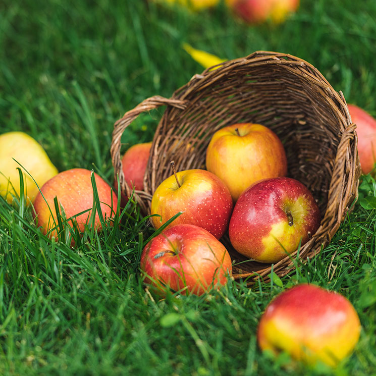 Dos manzanas al día, el mejor tratamiento para mantener a raya el colesterol