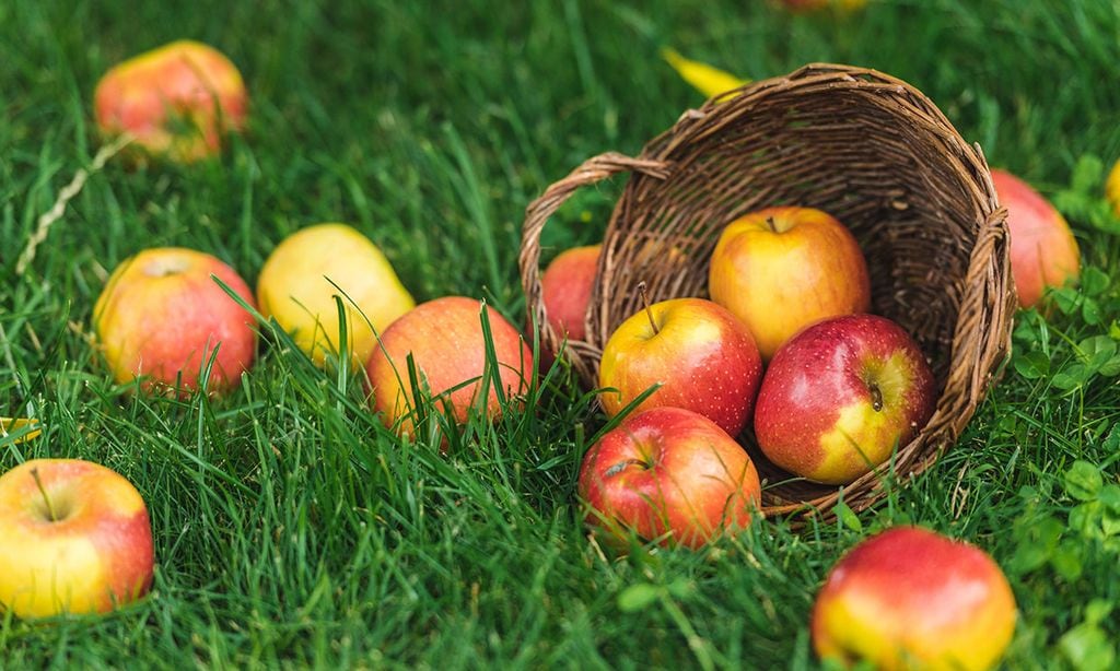 Dos manzanas al día, el mejor tratamiento para mantener a raya el colesterol