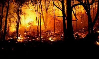 Las devastadoras consecuencias de los incendios de Australia
