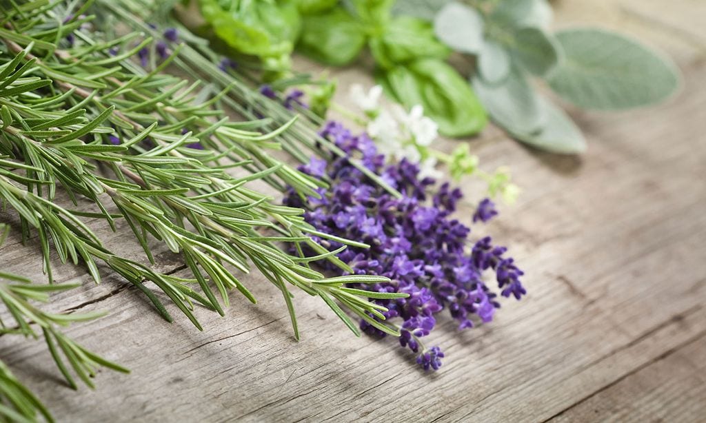 Salvia Contra la Salvia