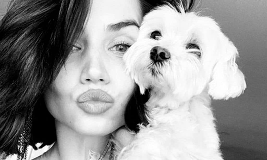 Bichón Maltés, la raza de moda entre las 'celebs'