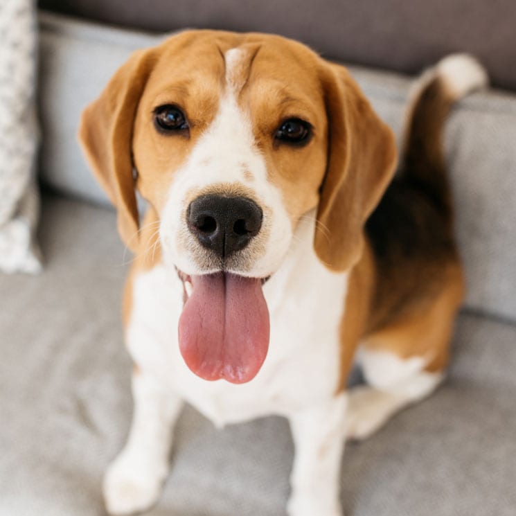 Razas De Perro El Beagle Un Adorable Cazador Para Estar En Casa Foto 1