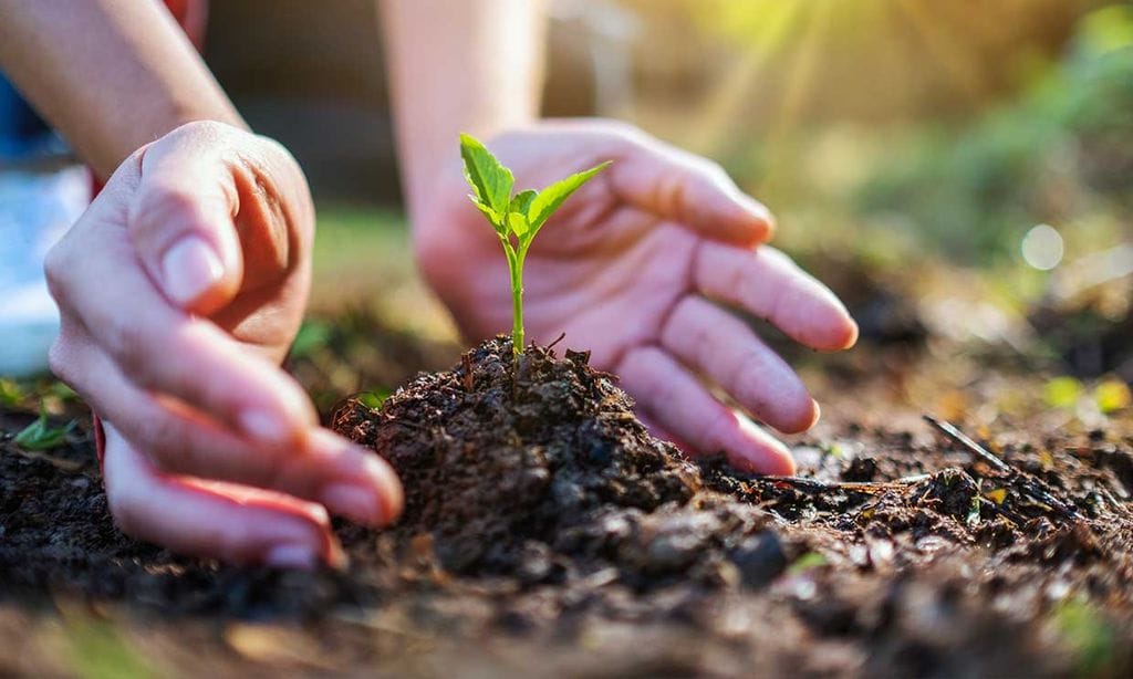 Medio ambiente: No todos los productos vegetales son respetuosos con el medio ambiente