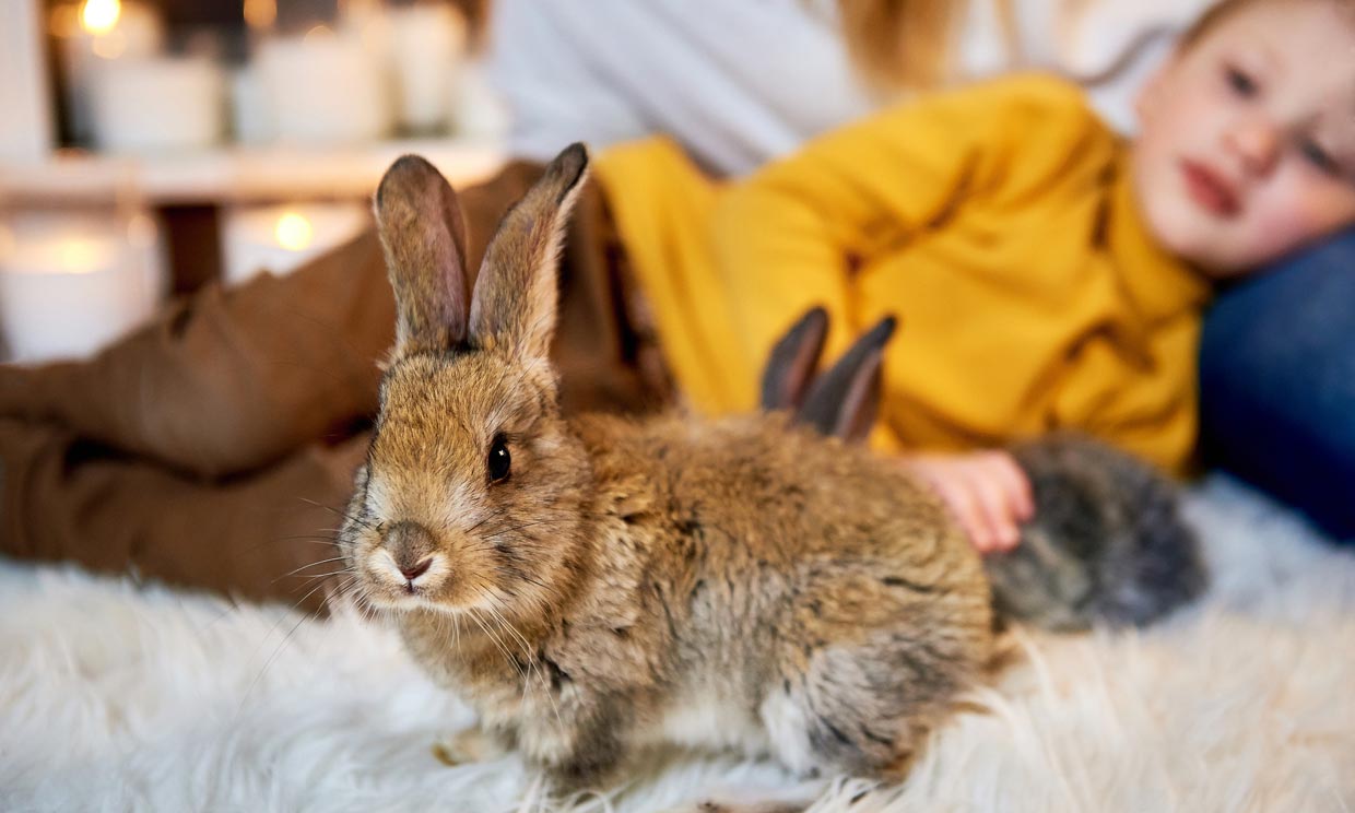 Conejo rex, la mascota alternativa a perros y gatos