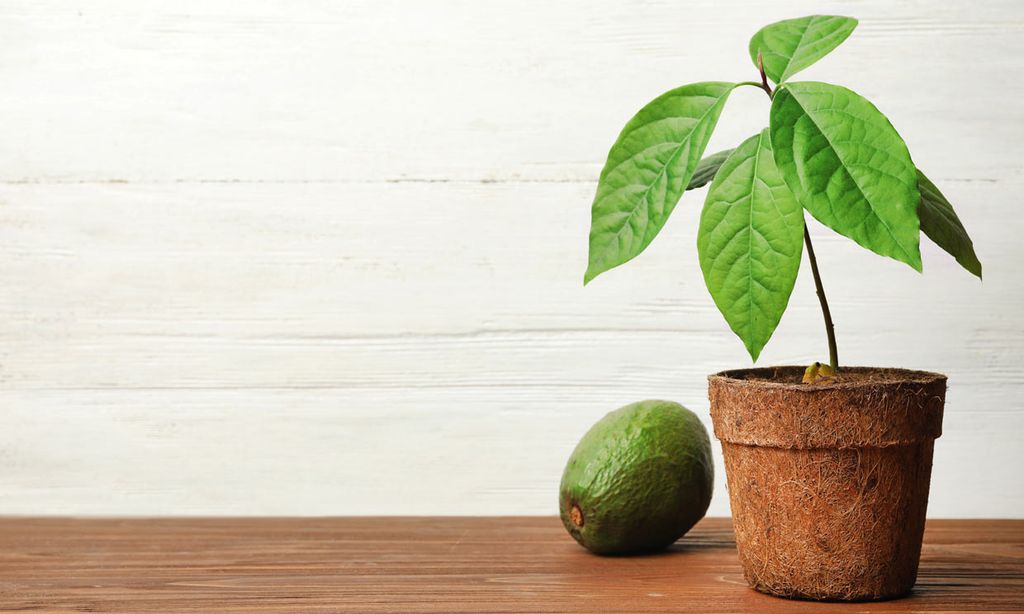 Como Plantar Un Cuesco De Palta
