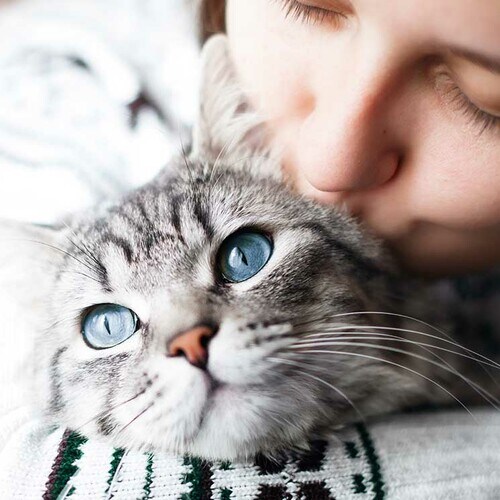 Estas son las razones por las que tu gato puede querer comunicarse contigo 