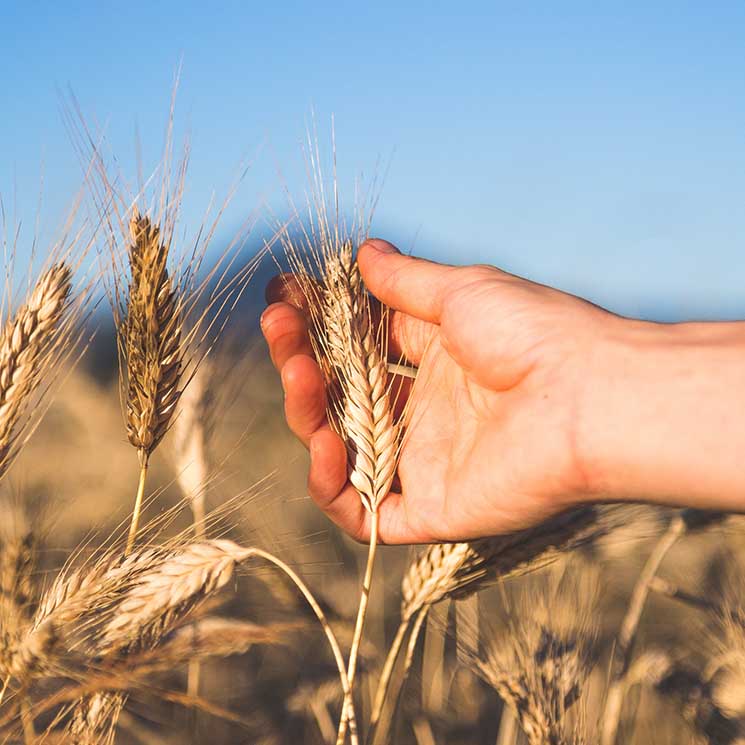 Claves que hacen de la agricultura ecológica una defensora del medio ambiente