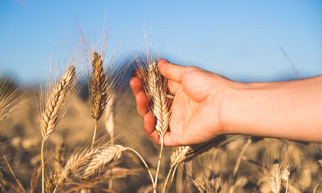 Claves que hacen de la agricultura ecológica una defensora del medio ambiente