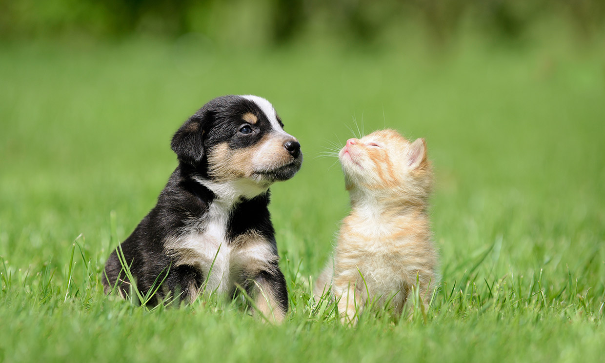 En España se prefiere tener un perro mejor que un gato como mascota