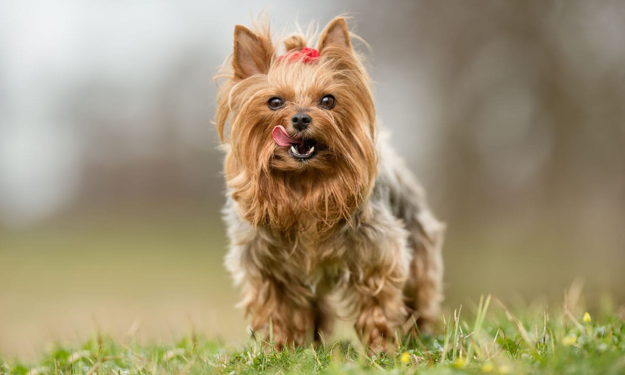 Mascotas: por qué debes elegir la raza yorkshire si quieres tener un perro en casa