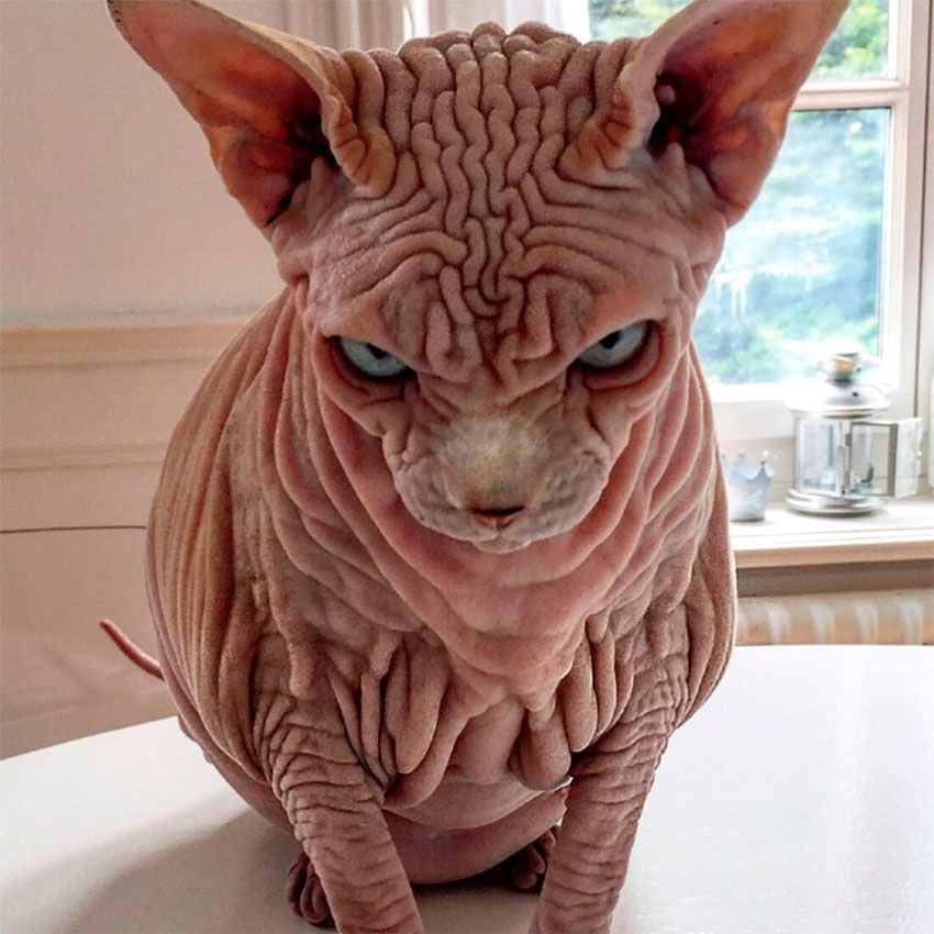 Xherdan, así es el gato viral más 'arrugado' del mundo - Foto 1