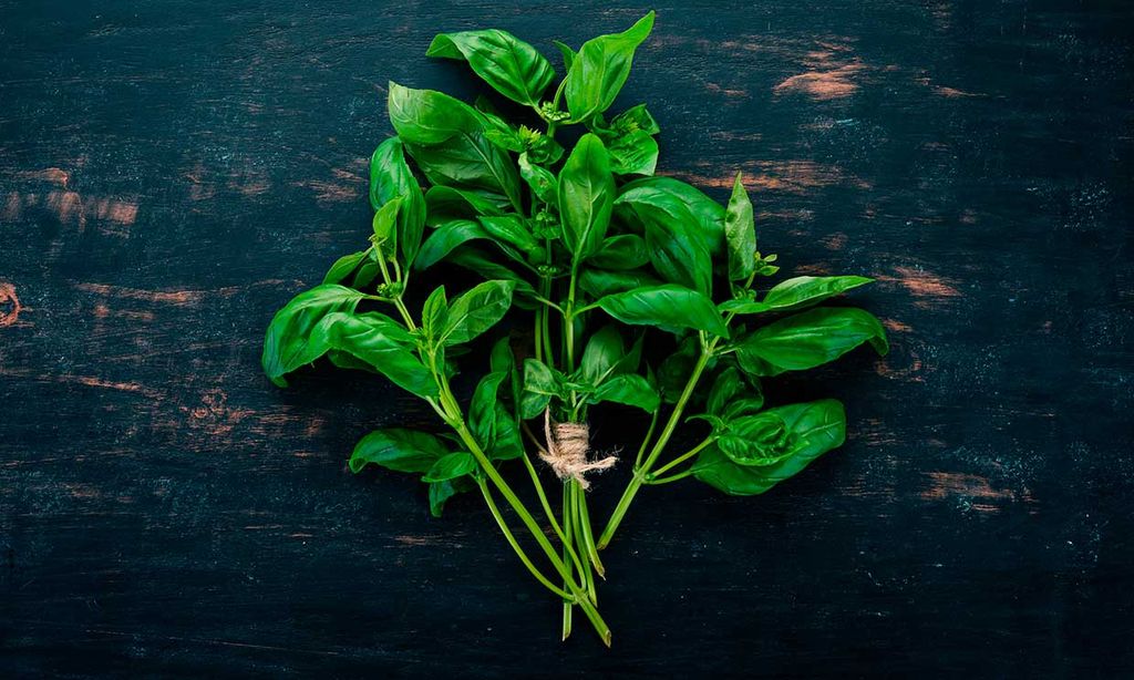 Descubre cómo la albahaca puede ayudarte a dormir mejor