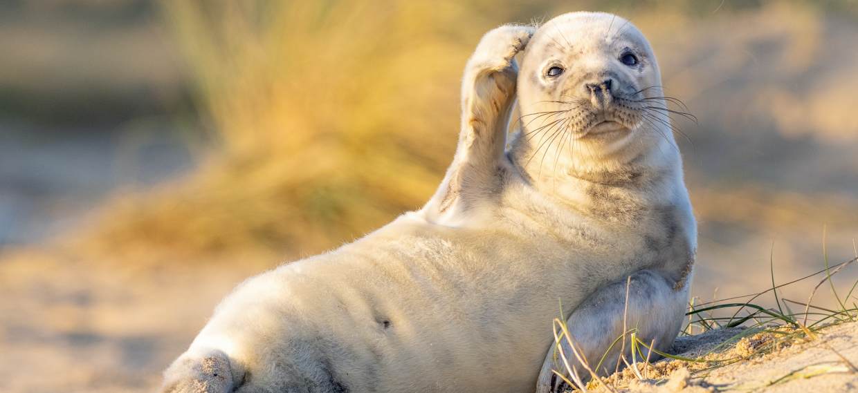 ¡Para partirse de risa! Las imágenes más divertidas del reino animal