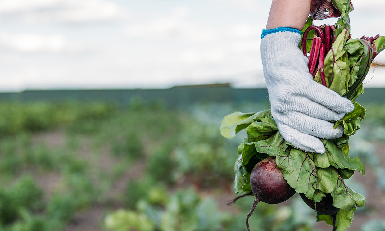 'De la granja a la mesa': la nueva estrategia de alimentación sostenible