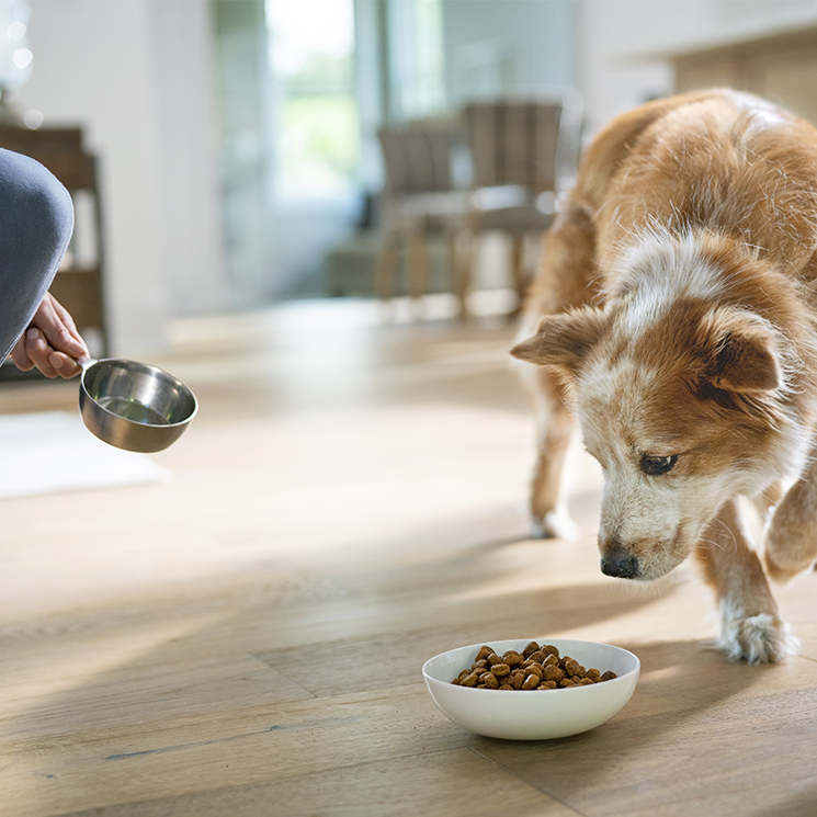 ¿Cómo saber cuál es la mejor comida para tu mascota?