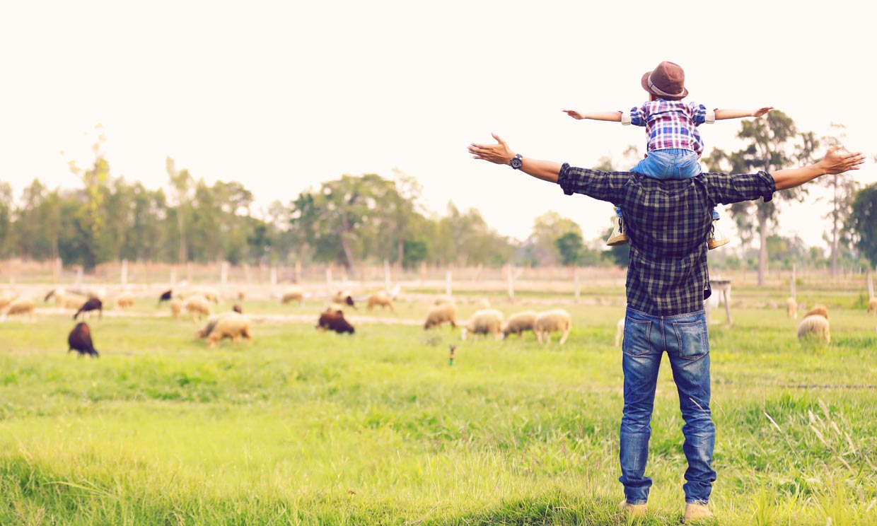 niño y padre con un rebaño de ovejas