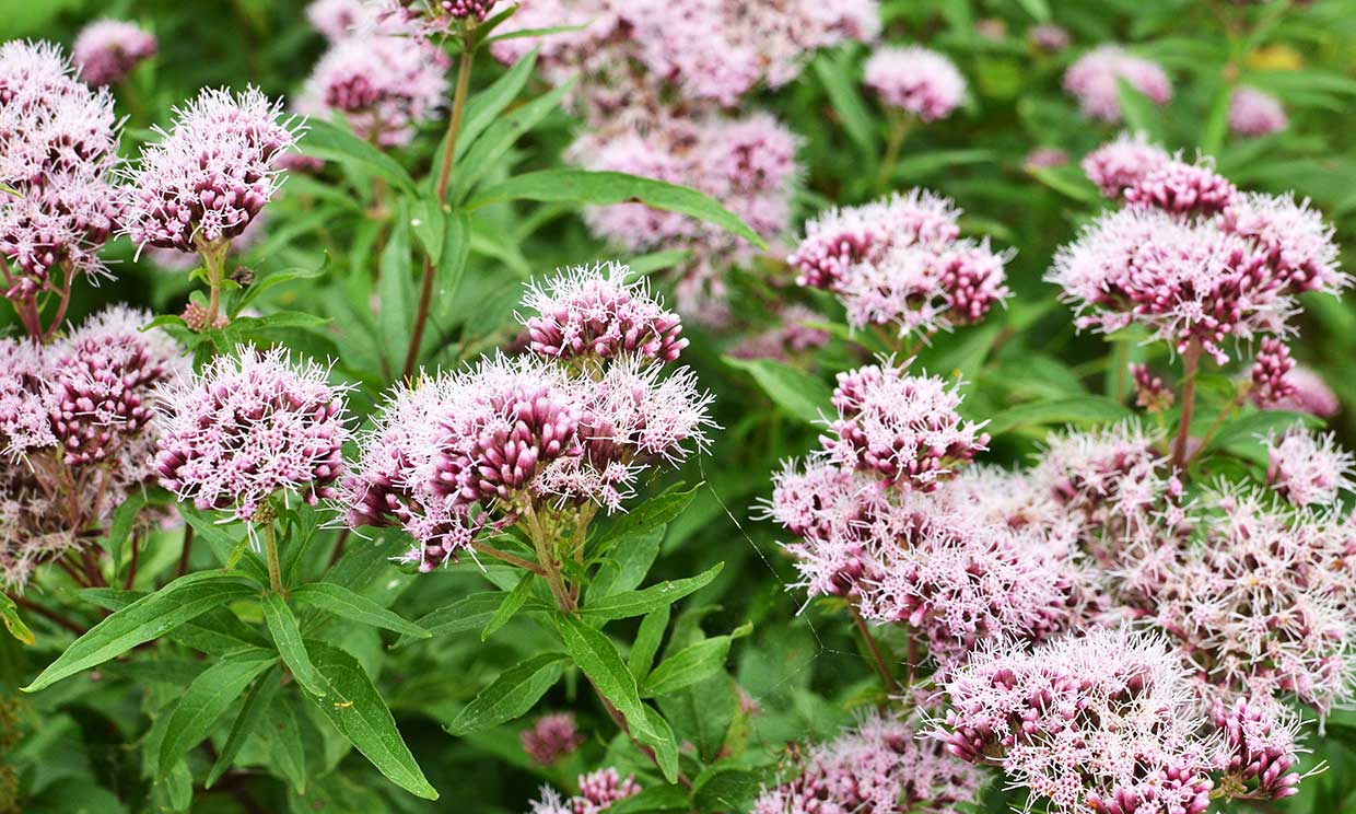 Te contamos todo lo que debes saber de la valeriana, un sedante natural