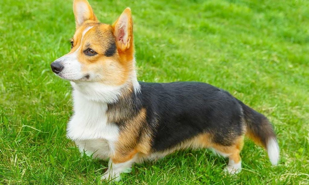 Razas De Perro Pequenas Todo Lo Que Tienes Que Saber Sobre El Corgi Gales De Pembroke