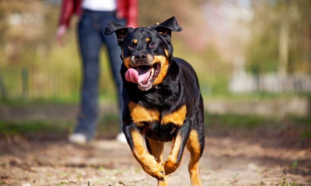 Razas de perro rottweiler, un perro fuerte y potente con instinto protector Razas de perro rottweiler, un perro fuerte y potente con instinto protector