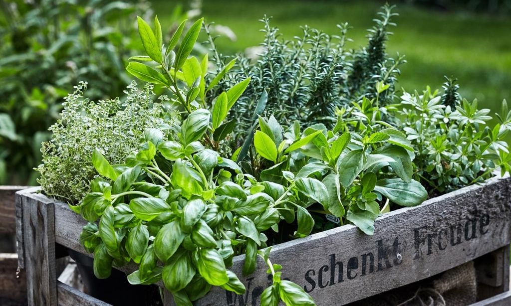 Este verano ten a mano estas plantas aromáticas eficaces como repelentes de insectos