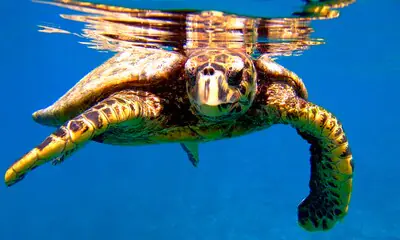 Tortugas marinas: El preocupante presente de un animal fundamental en la fauna marina
