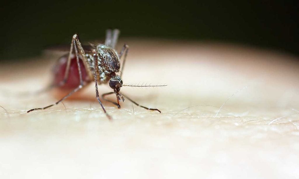 Virus del Nilo: qué es, cuáles son los síntomas y qué precauciones ...