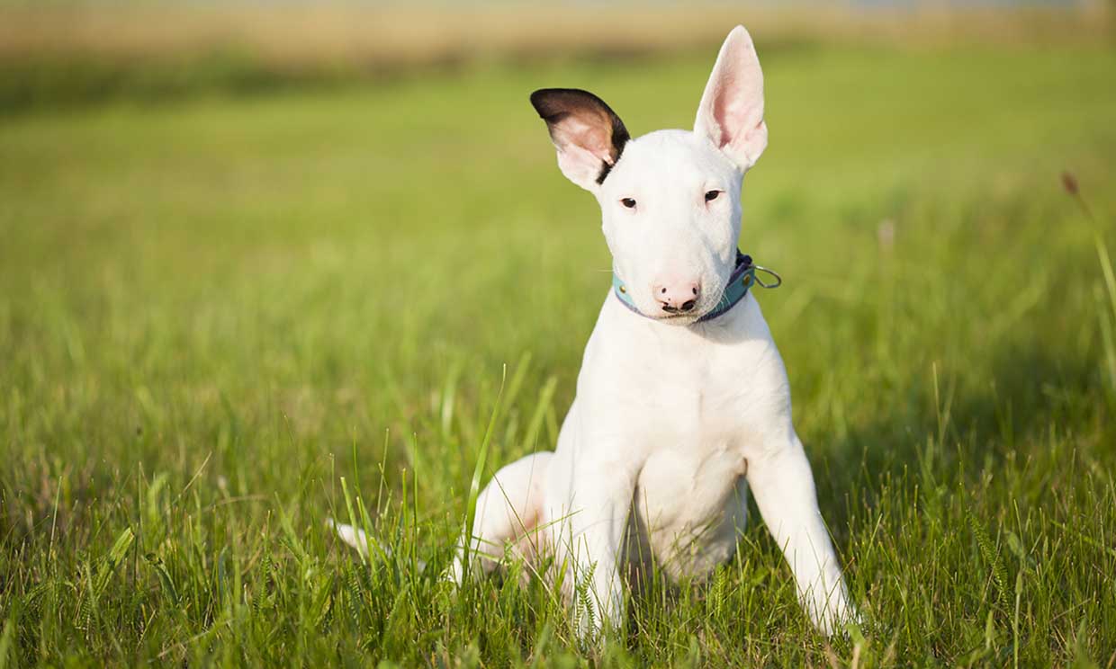 bull terrier