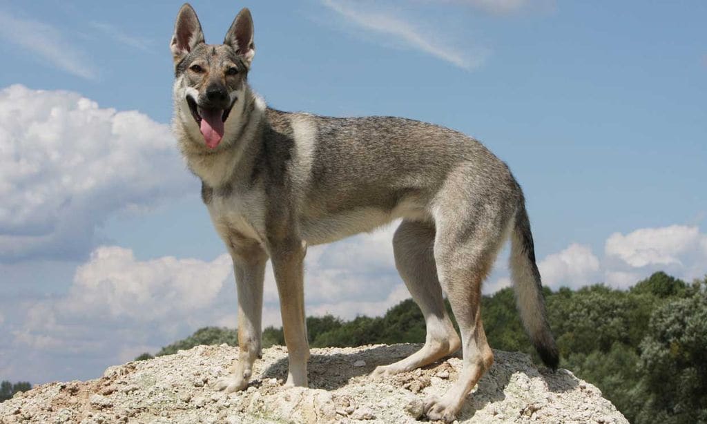 Perro lobo checoslovaco, un can de moda no apto para principiantes