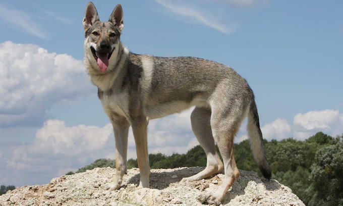 Un ejemplar de perro lobo checoslovaco subido a una roca
