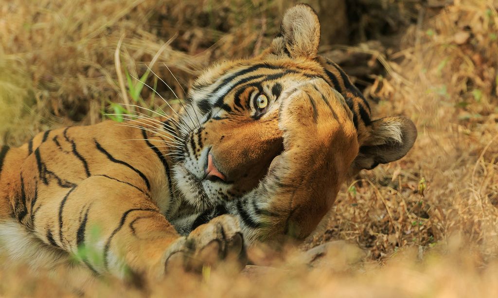 ¡Desternillantes! Estas fotografías de animales te sacarán más de una sonrisa