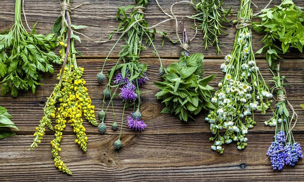 Remedios caseros: las plantas medicinales favoritas de las farmacéuticas - Foto 1