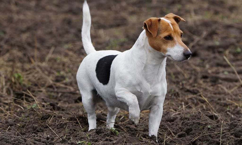 Raza jack russell