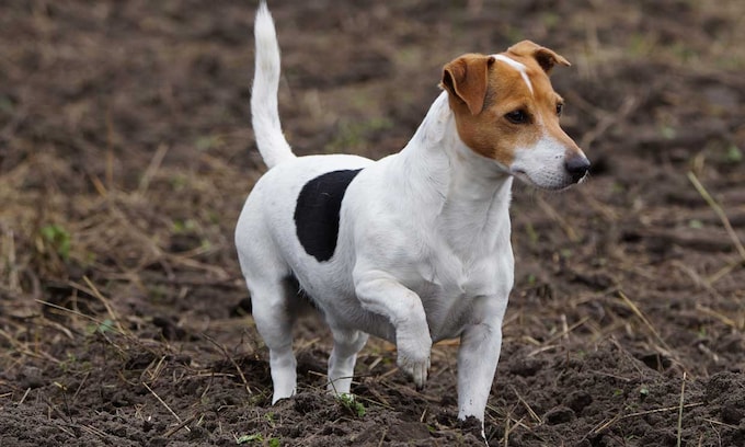 jack-rusell-terrier1